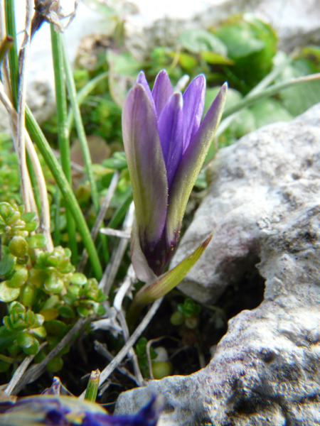 Romulea linaresii / Zafferanetto di Linares